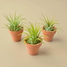 Mini Air Plant Pots